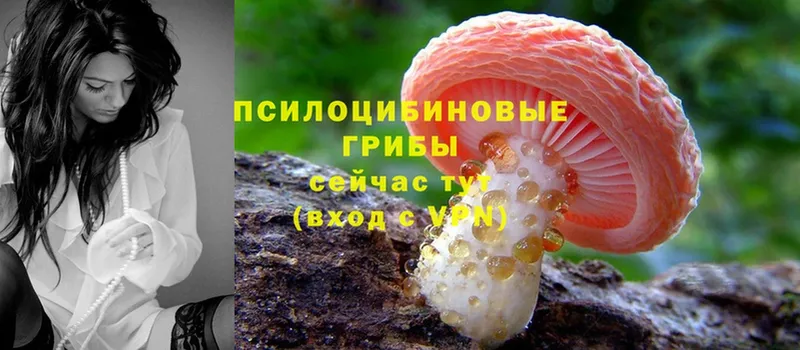 Псилоцибиновые грибы MAGIC MUSHROOMS  где продают наркотики  Лениногорск 